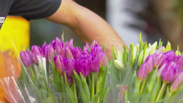 Worker arranges baskets of tulip bouquets. Close up shot.