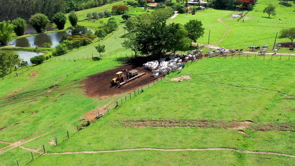 Cattle animals on green pasture. Farming landscape at countryside.