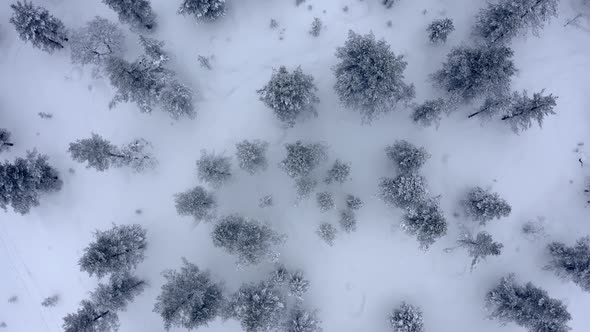 Aerial Shoot of Snow Covered Evergreen Trees After a Winter Blizzard