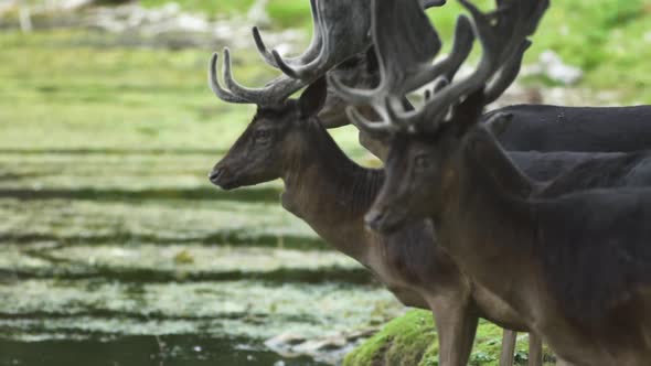 A herd of reindeer look out at the water with one turning to look at camera in slow motion