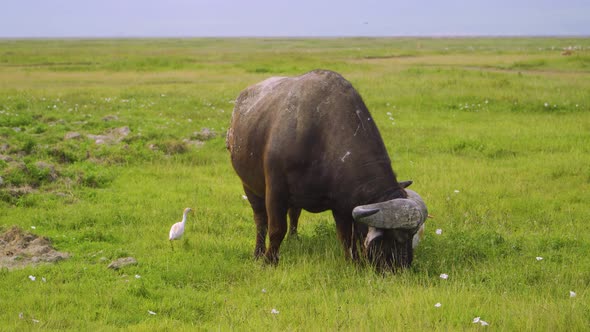 Big african buffalo eating green grass on a meadow in the wild near a white bird walks in the africa