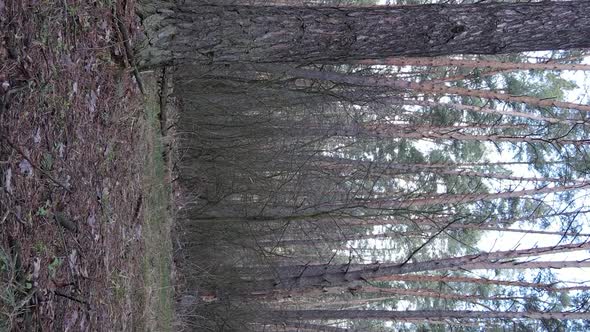 Vertical Video of Trees in a Pine Forest Slow Motion