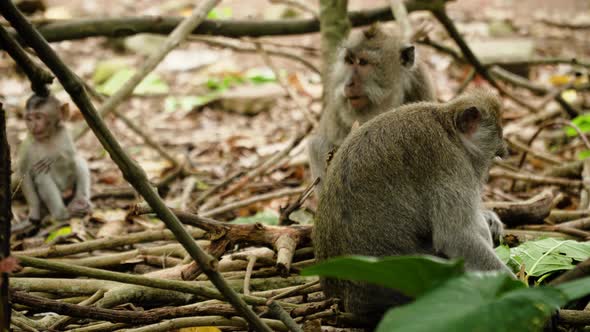 Monkeys in the Forest in Bali