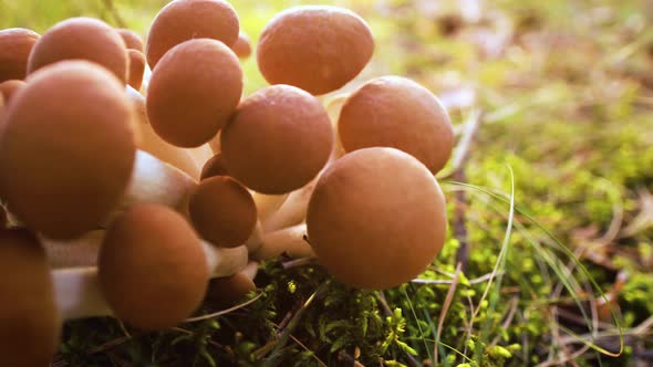 Armillaria Mushrooms of Honey Agaric In a Sunny Forest