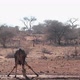 Giraffe in Kruger National park, South Africa - VideoHive Item for Sale