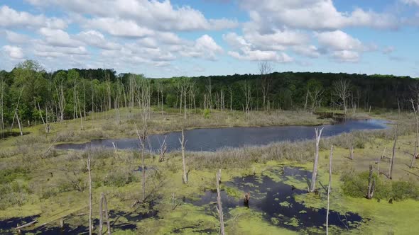 Aerial Flying Down Low on Swamp in Forest