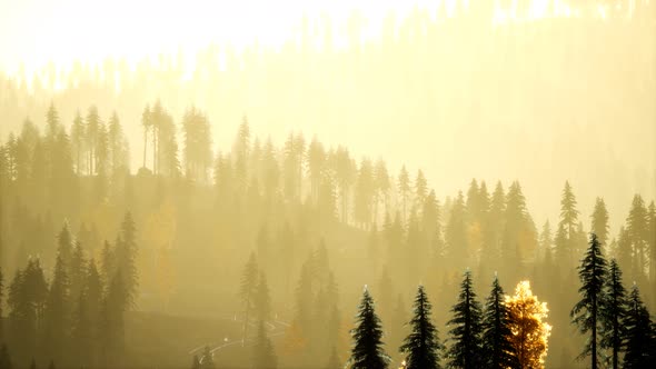 Sunlight in Spruce Forest in the Fog on the Background of Mountains at Sunset alt