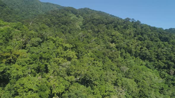 View of Mountain Landscape with Rainforest alt