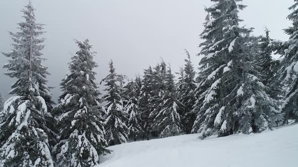 Tall dense old spruce trees grow on a snowy slope