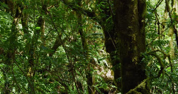 Rain Forest in Anaga National Park North of Tenerife