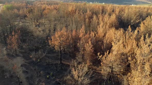 Dead Coniferous Forest