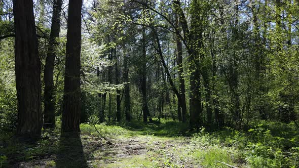 Green Forest During the Day Aerial View