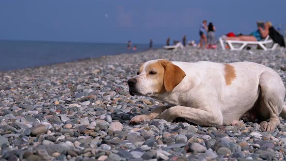 Homeless Hungry Dog Preys on Pigeons and Lies on a Stone Shore of the Sea. Wild, Unhappy Stray Dog.