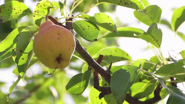 A Yellow Pear Hangs in Green Foliage