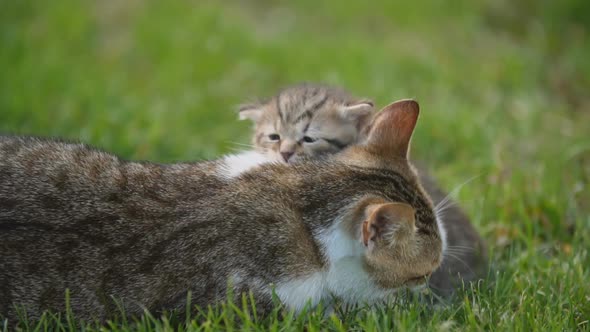 Little Kitten Sits Under the Protection of His Mother