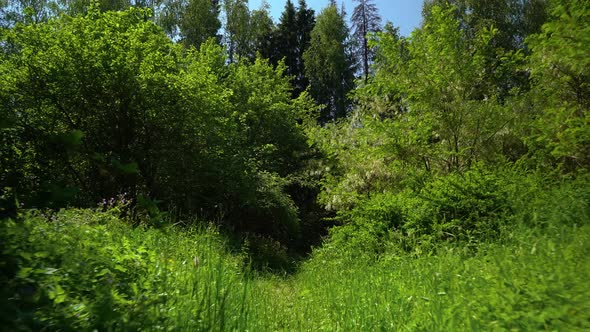 Walk among the green bushes