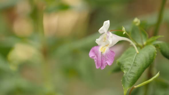 Beautiful Kashmir balsam Impatiens balfourii flower slow motion footage