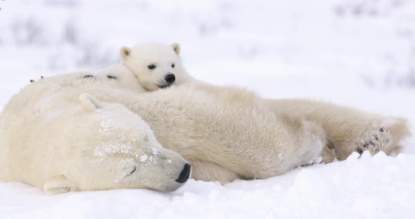 Medium shot of a Polar Bear sow and cubs resting in the snow. One cub looks around and goes back to