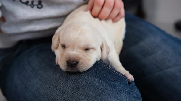 Woman Petting Cute Labrador Puppy on Her Knees