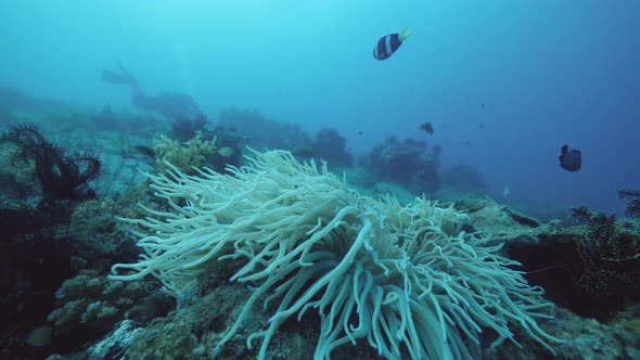 Underwater Landscape: View of Ocean Full of Marine Plants and Fishes