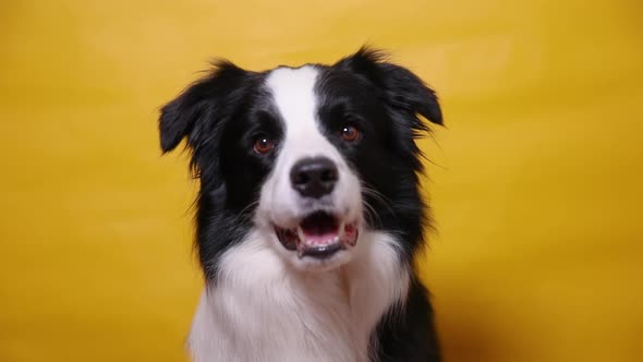 Funny Portrait of Cute Puppy Dog Border Collie Isolated on Yellow Colorful Background