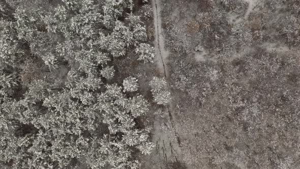 Forest tree tops under first snow 4K drone video