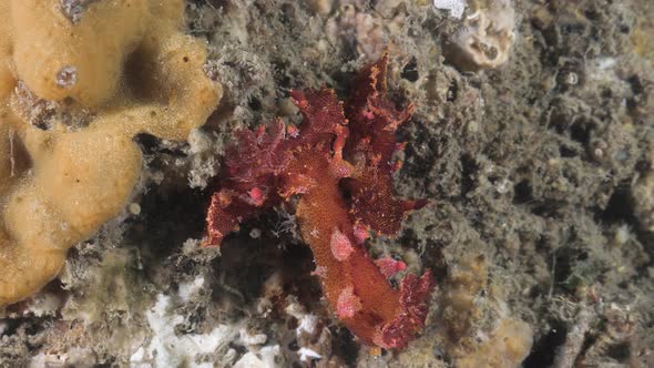 Mating behavior of sea slugs showing their reproduction organs in a display of underwater courtship.