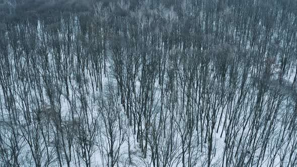 Aerial Winter Forest