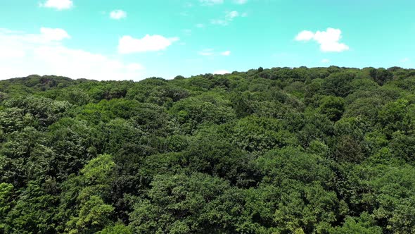 Forest aerial, epic view. Aerial view of forest landscape. Zoom in