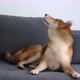 Shiba inu dog lying on sofa - VideoHive Item for Sale