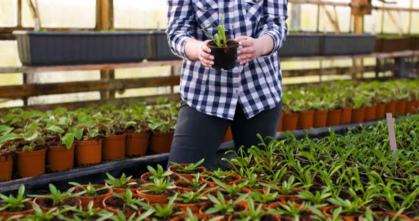 Gardener Examining Flowers in Greenhouse Agriculture