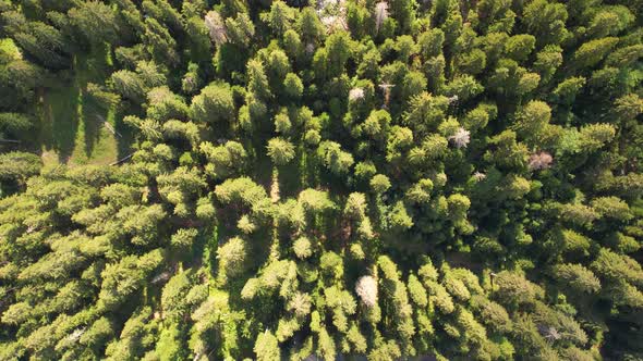 Aerial Top View on Pine Trees and Lake Zminje Jezero Montenegro