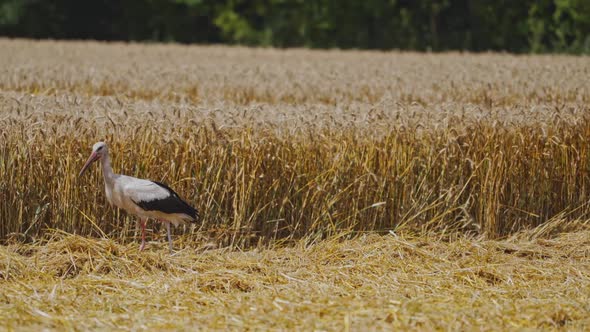 Close-up bird stork walking on golden field. One beautiful stork walk carefully along the straw