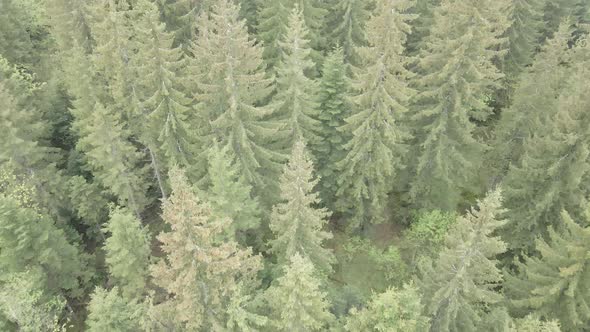 Ukraine, Carpathians: Forest Landscape. Aerial View. Flat, Gray