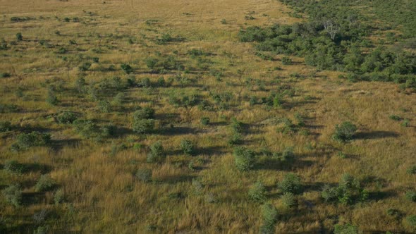 Aerial view of Maasai Mara plains