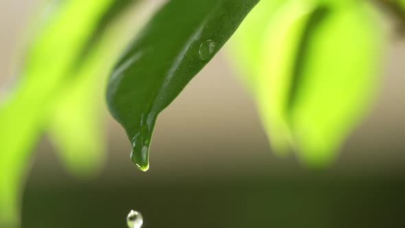 Water Drops on a Leaf 68