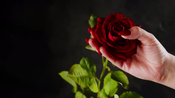 Crop Person with Red Rose