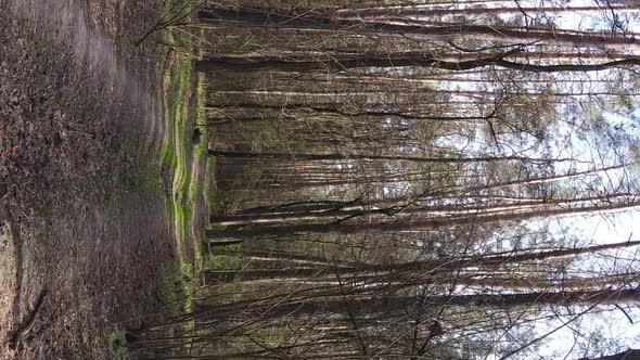 Vertical Video of a Road in the Forest