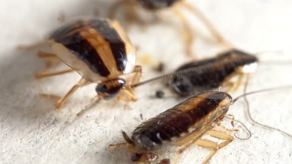 Red Cockroaches Caught in a Glue Trap and Trying To Get Free Macro