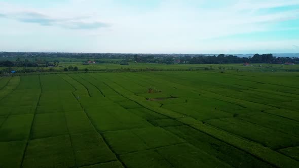 Fly Over Rice Fields in Bali