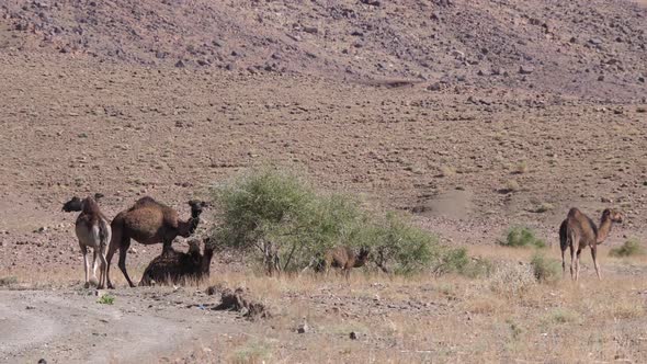 Herd of dromedary camels around a bush 