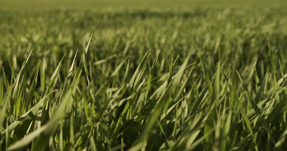 Spring Field Of Fresh Green Grass And Yellow