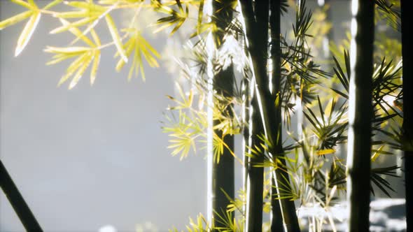 Asian Bamboo Forest with Sunlight