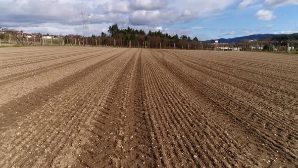 Moving Through Agriculture Field At Ground Level