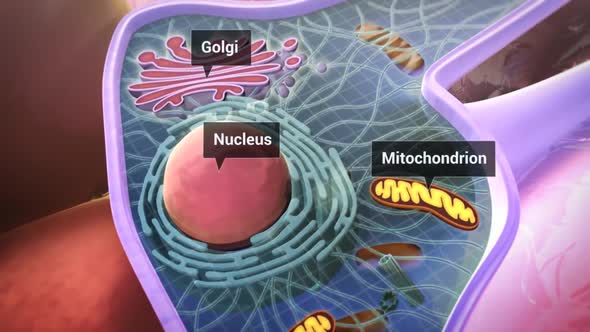 CELL BIOLOGY Most of the functions of organelles, such as mitochondria and the Golgi apparatus