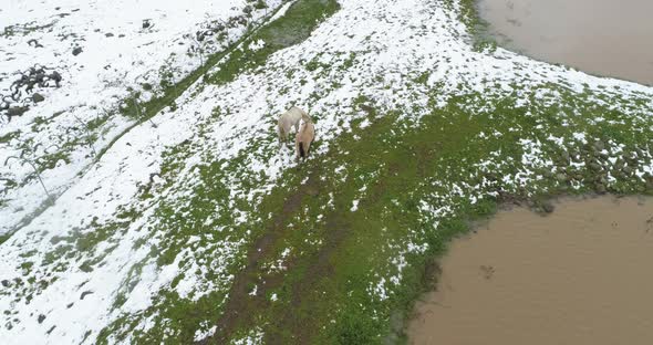 Aerial view of horses along the lake with snow in Golan Heights, Israel.