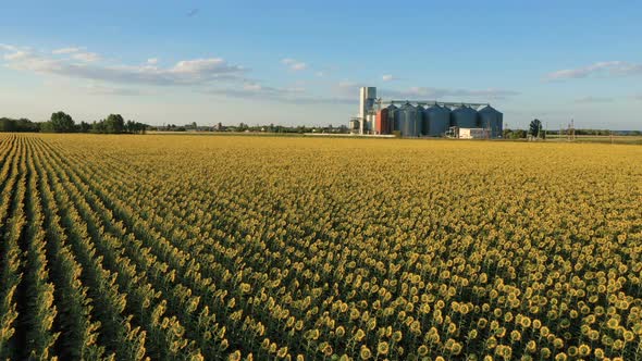 Modern Grain Silos At The Field Of Blooming Sunflowers 17