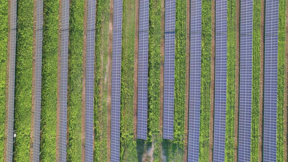 Aerial View of Solar Farm on the Green Field at Sunset Time Solar Panels in Row