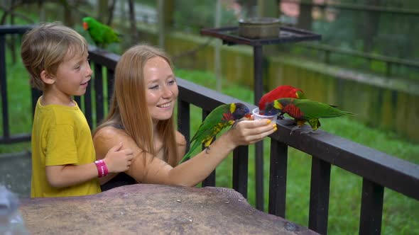 Super Slowmotion Shot of a Mother and Son in a Bird Park Feed a Group of Green and Red Parrots with