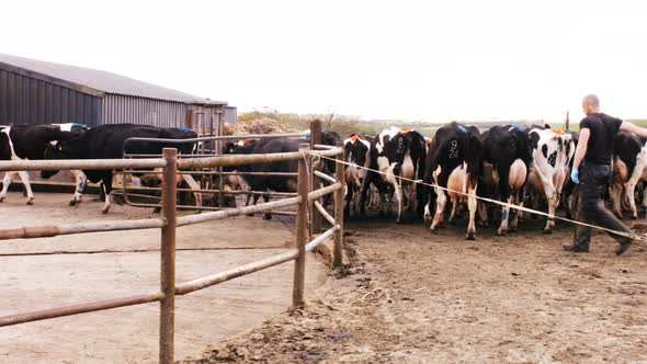 Herd of cattles walking
